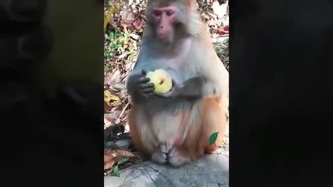 funny monkey eating something very inocently