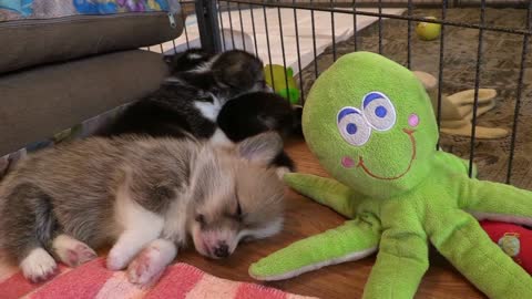 Dog slep with octopus