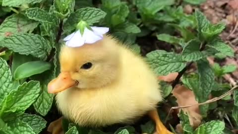 cute duck