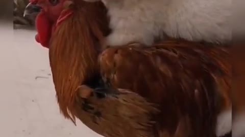 Funny dog - Puppy and rooster can also be good friends