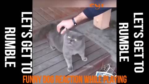 funny dog reaction while playing inside the house