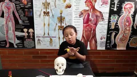 El cuerpo humano para niños | El sistema Óseo | Las partes del cráneo | Educación infantil