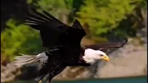 Eagle attacks - Never skip wildlife