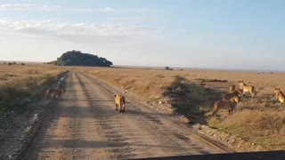 Lion Pride Crossing road in Serengeti