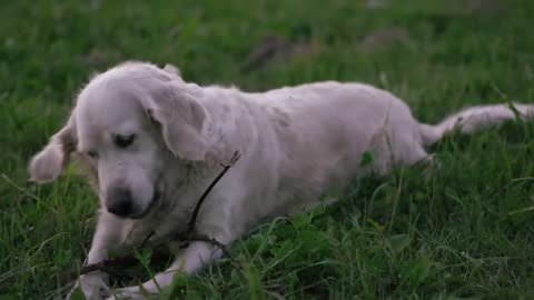 Dog Puppy Pield Playing Running