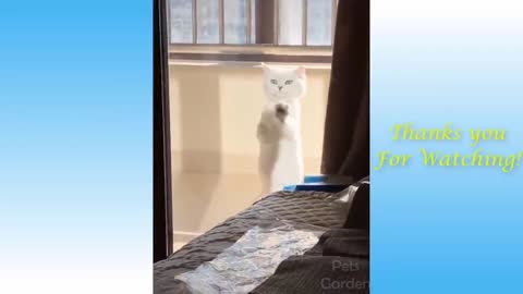 Cute Pets And Funny Animals,Funny Cat