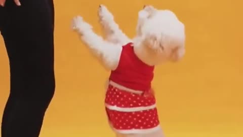 dog puppy beautiful dress and dance