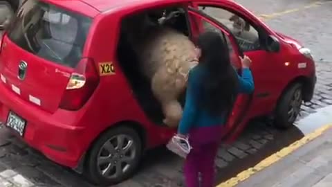 Lama getting a ride in a taxi!