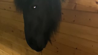 Horse and Doggy Hanging out in a Barn