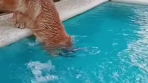 Golden retriever dive in the pool.mp4