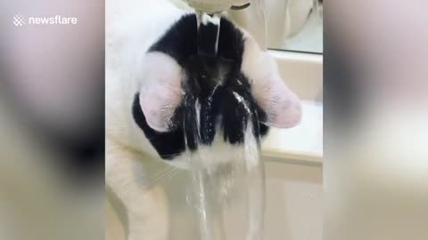 Cute cat soaks head under running tap