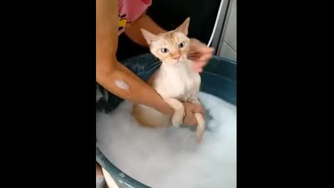 The cat does not like to wash.
