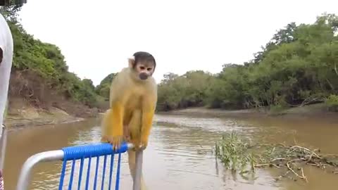 Monkeys on excursion: funny monkeys jump at tourists