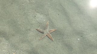 Atlantic Sea Star