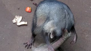 Rescued raccoon has peculiar way of scratching itself