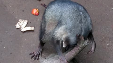 Rescued raccoon has peculiar way of scratching itself