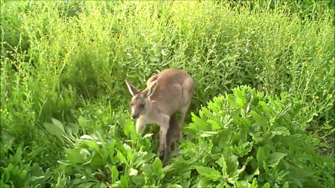 Adorable *BABY KANGAROOS* & Joeys