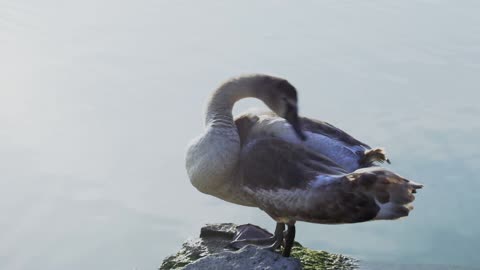 Adorable Female Swan Cleaning up