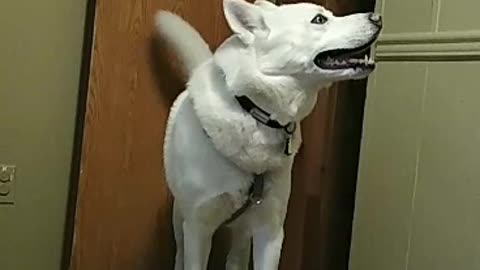 Vocal husky has lots to say to his owner