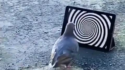 pigeon lost in the oblivion, Funny video