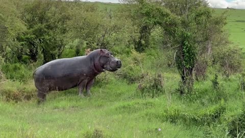 Hippo Shows Lions Who's The Boss virell