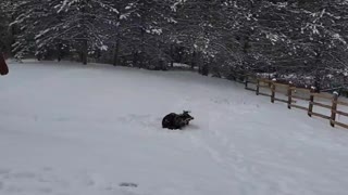 Horses enjoying snow