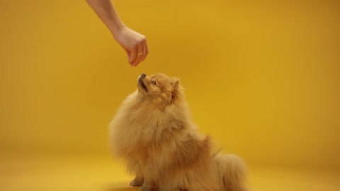 A single Pomeranian who can go around and dance, very cute, do you like it