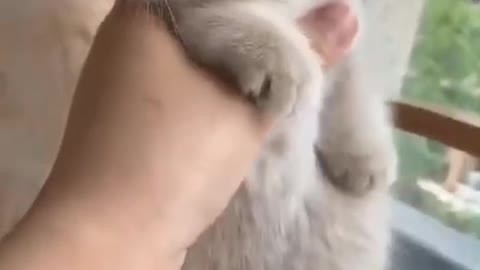 Adorable cute cat loving