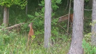 Doe & Fawn Medina County Ohio