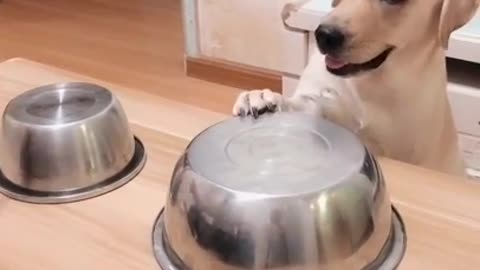 You will get STOMACH ACHE FROM LAUGHING SO HARD 🤣🐶Funny Dog Videos #Short​