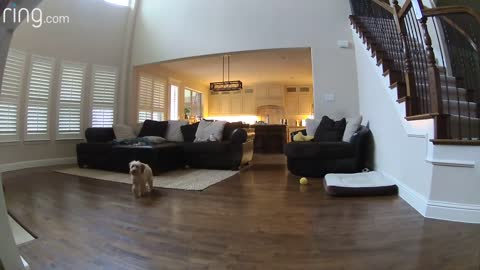 Mini Golden doodle Puppy Gives Her Pet Dad Kisses on a Ring Cam｜RingTV