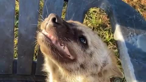 Baby Hyena loves getting scratched 🥰