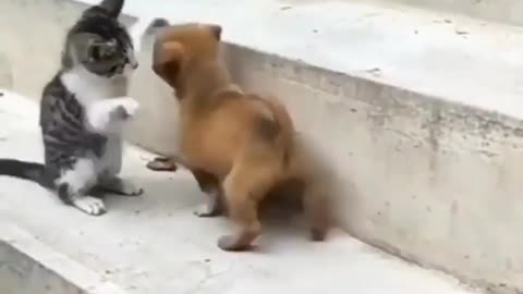 Kitten and puppy fight