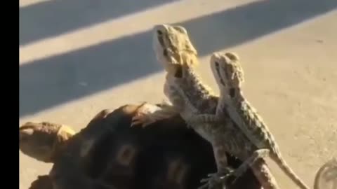 Lizards traveling on turtle looking cut3❤️😍