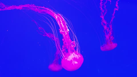 A Neon Pink Colored Jellyfish Swimming Underwater