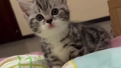 she looking something , cute baby cat