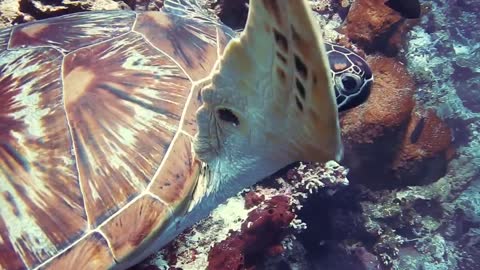Beautiful sea turtles 🐢🐢