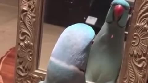 Cute bird talking to the mirror