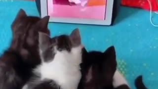 my cats watching tom and Jerry