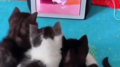 my cats watching tom and Jerry