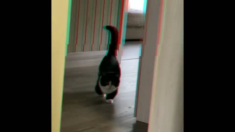 Munchkin Cat Shows off His Indoor Hunting Skills