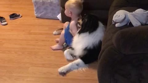 Toddler gets a bath from Australian Shepherd