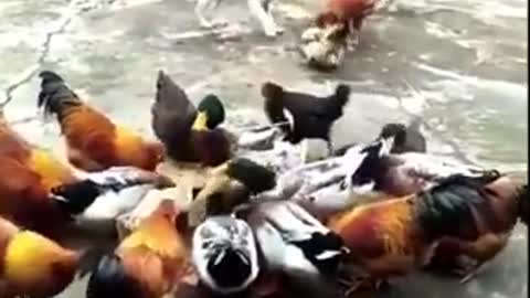 Chicken vs Dog fight video funny
