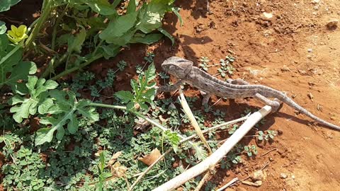 Chameleons color changing in cyprus part 2