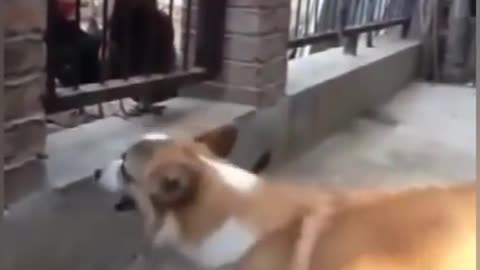 Funny Dog VSchicken Fight