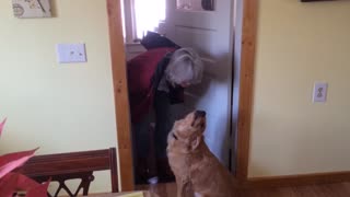 Golden Retriever Refuses To Kiss Older Woman