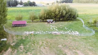 Harvest Haven Pasture-Raised Meats