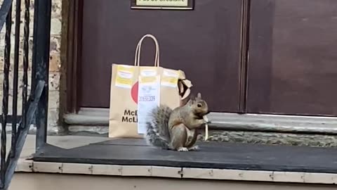 Squirrel Enjoys His Food Delivery