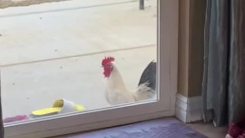 Angry rooster screams when he is not inside the house