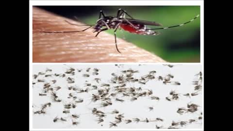Mosquito Repellent Natural Wonder Plants